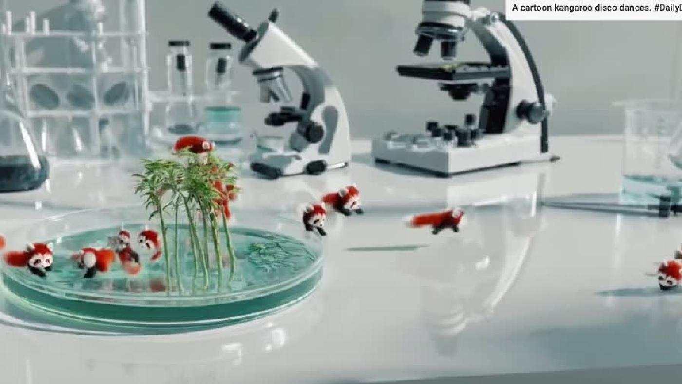 A Petri Dish With a Forest Growing Within It That Has Red Pandas Running Around
