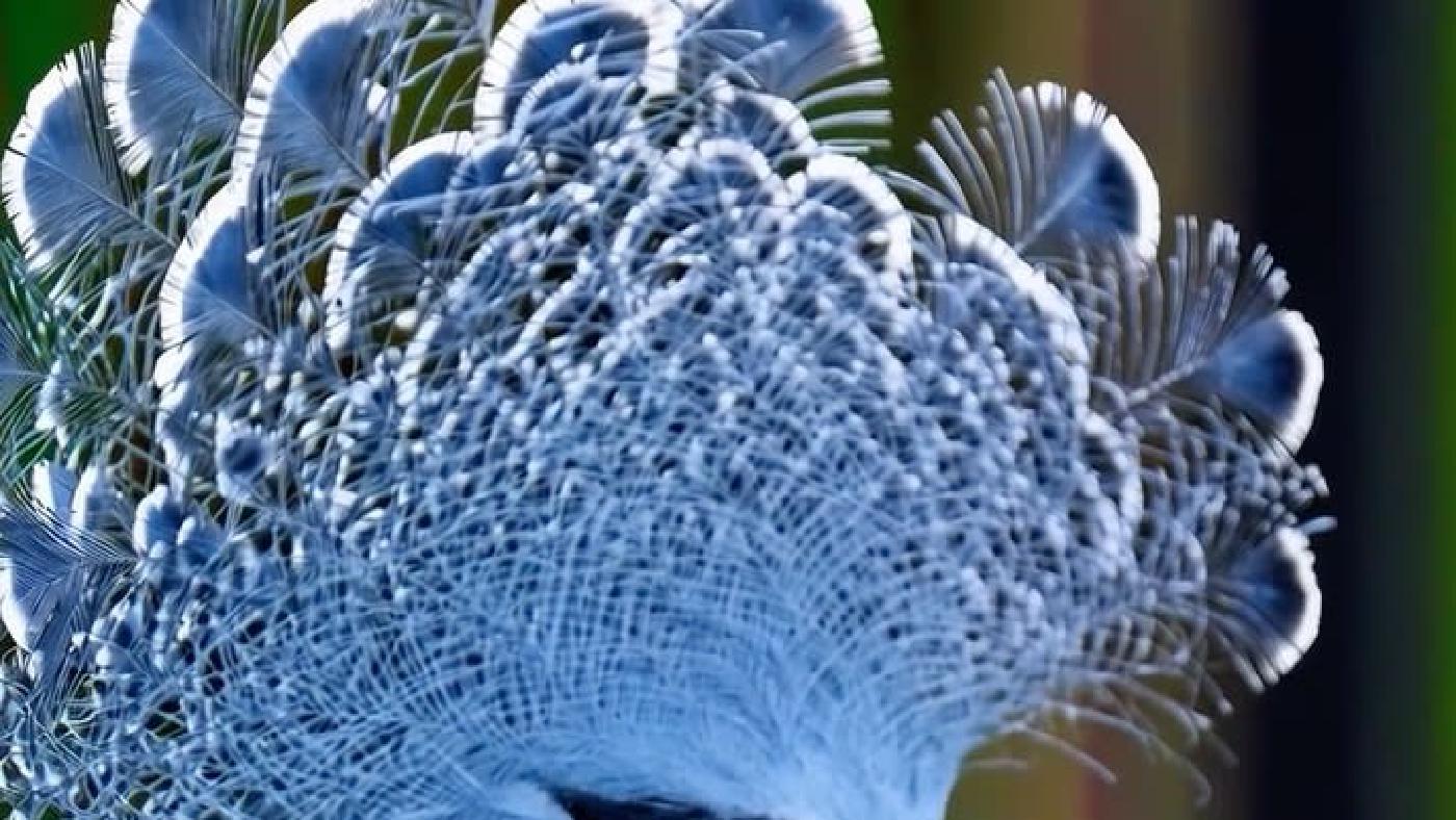 Regal Bird Blue Plumage Lacy Crest Portrait