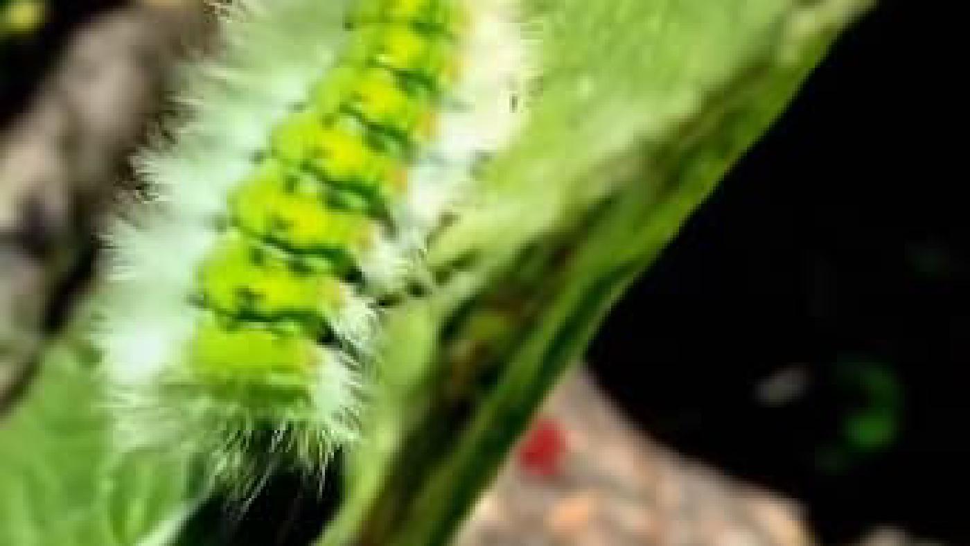 Latest: A Stop Motion Timelapse of a Caterpillars Metamorphisis Into a Butterfly